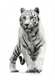 Тигр Нитекс 2330
